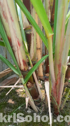 গেন্ডারি-আখের গাছ